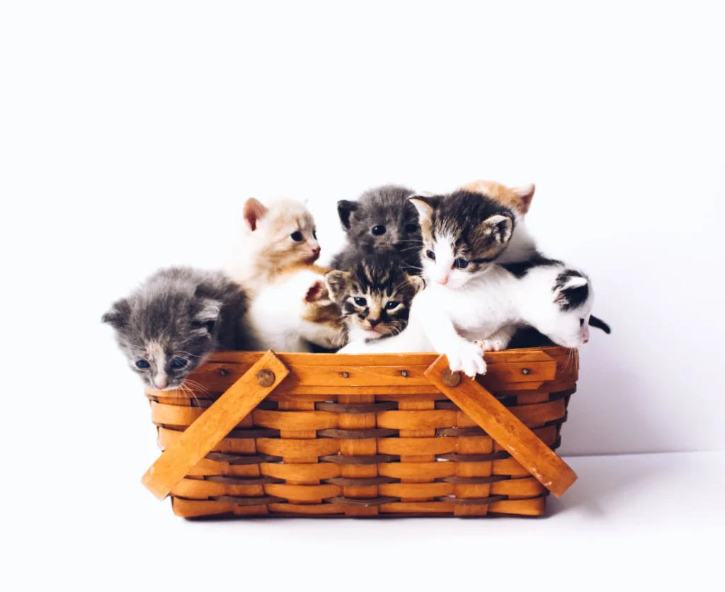 kittens in a basket 31119c11e9 – 8