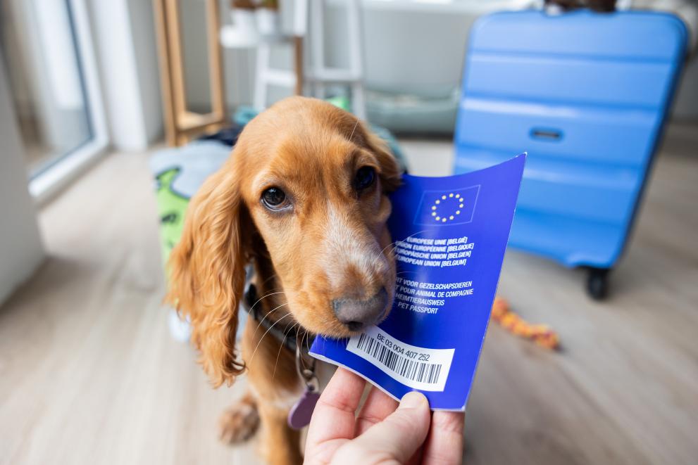 pet dog pet passport european union 2 – 2