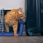 s960 Ginger cat in a travel crate – 7