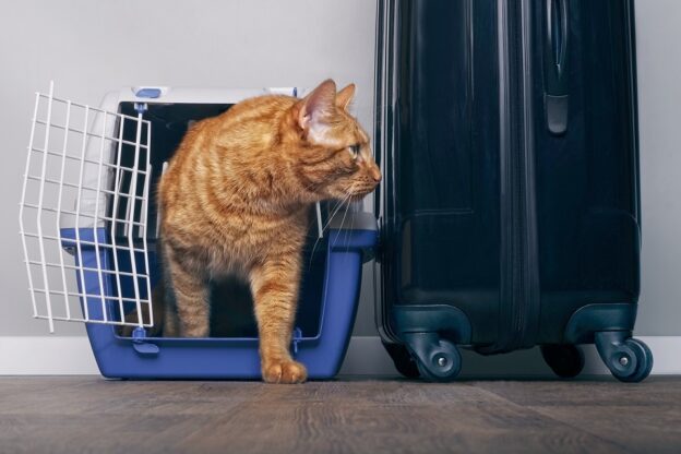 s960 Ginger cat in a travel crate – 2